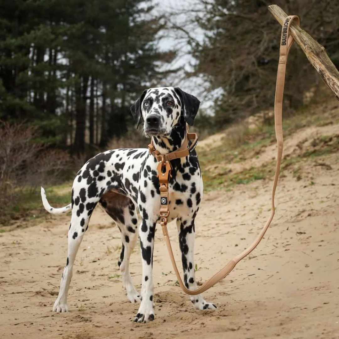 BullyBillows - Image 3